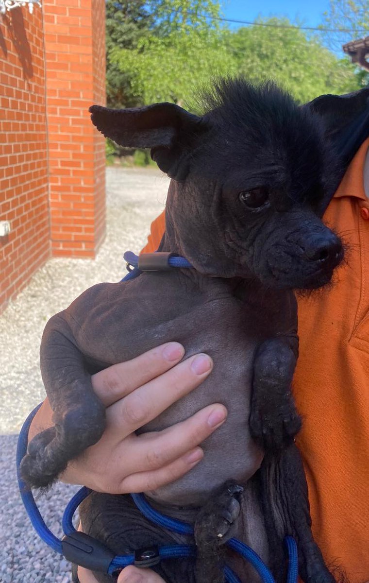 Please retweet to help find the owner or a rescue shelter space for this stray/abandoned dog found #Lowton #Wigan #GreaterManchester #UK 
Found 6/5/25- Now in a council pound
FOUND : ST HELENS ROAD, LOWTON wn7
collected from my pets vets, moss industrial estate. #Leigh WN7
PLEASE