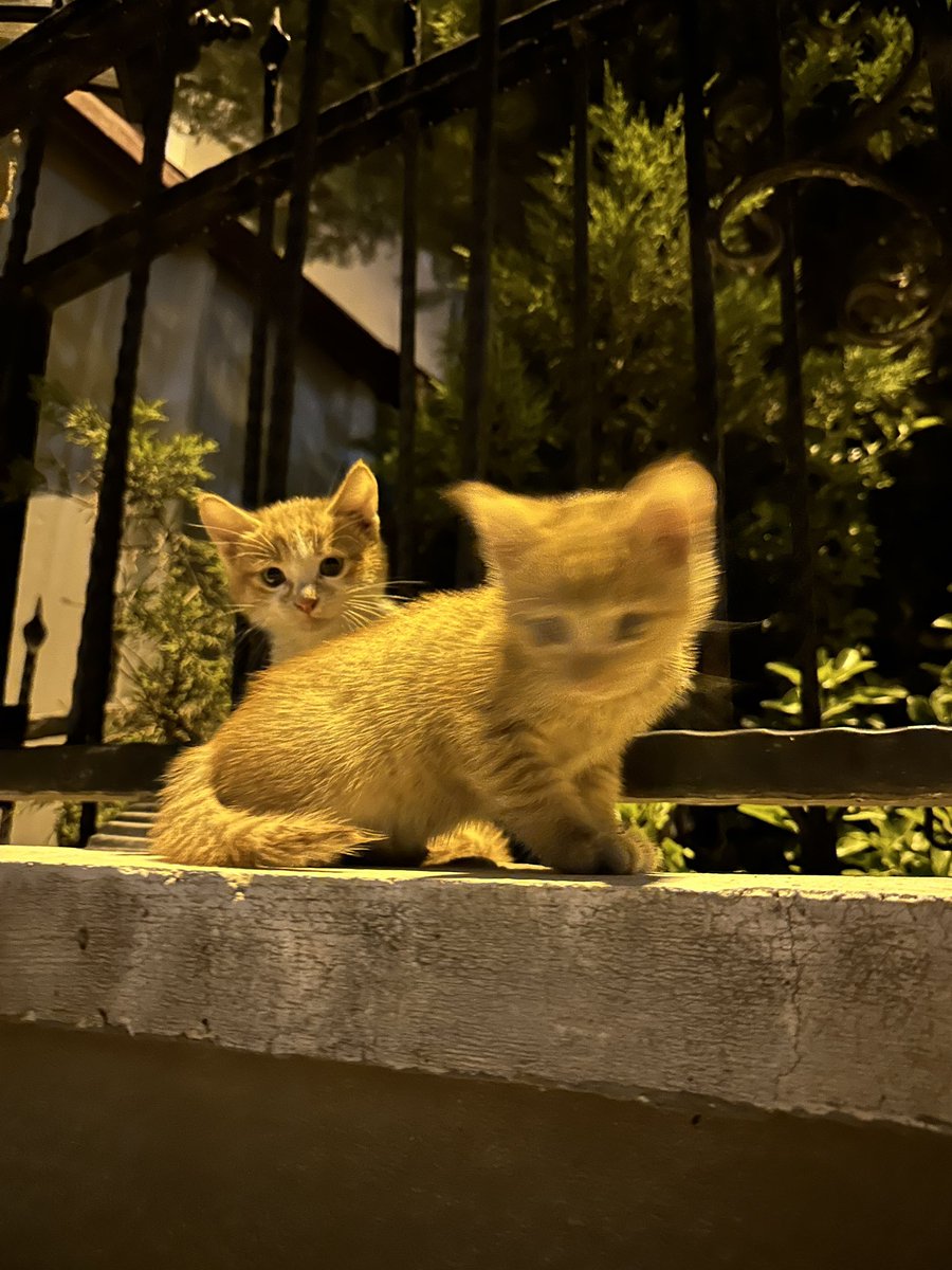 berfin kısa (@berfkisa) on Twitter photo 