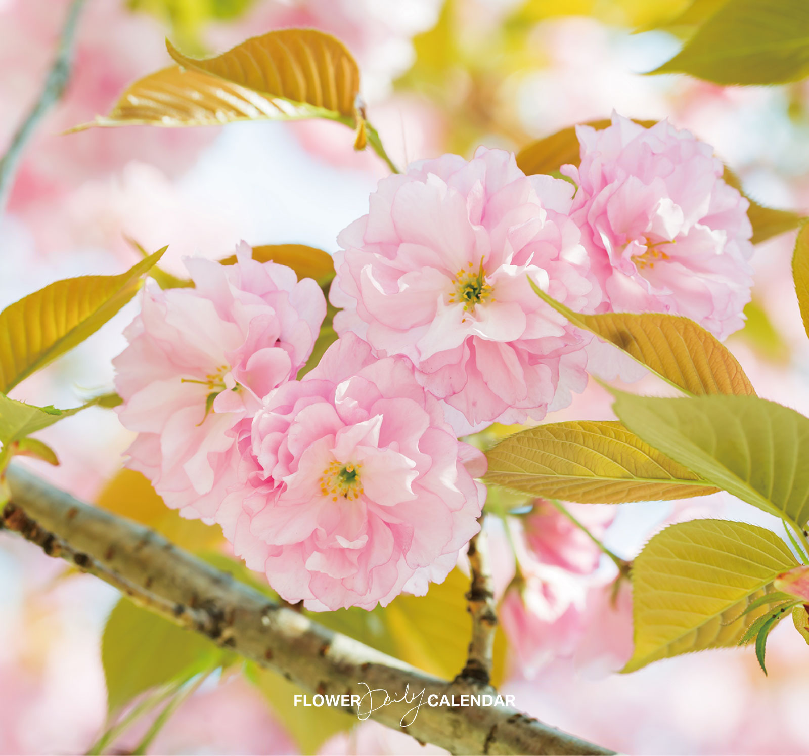 微かに煌めく桜の地紋に八重桜と藤の花々も艶っぽく華やかな7歳七五三向け祝い着 微かに煌めく桜の地紋に八重桜と藤の花々も艶っぽく華やか
