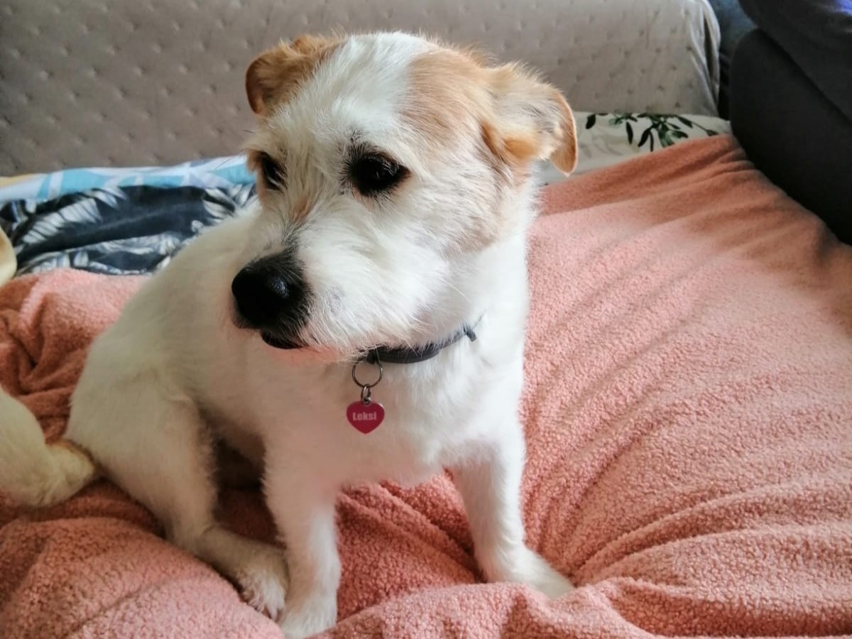 A white terrier cross sitting on a bed