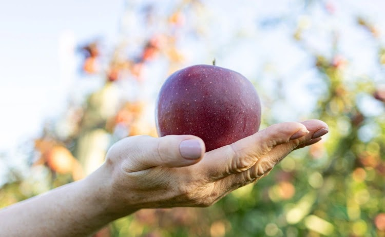 Luxury in every bite: The world's most exclusive apples, crafted by nature and perfected by tradition. 🍏✨
#Apple #fruits #expensive
Read more here👇
usopman.com/2025/05/most-e…