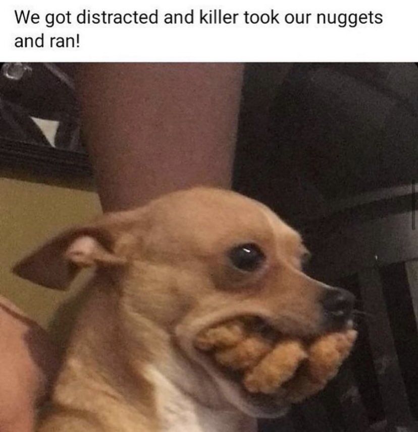 WholesomeMemes (@wholesomememe) on Twitter photo 