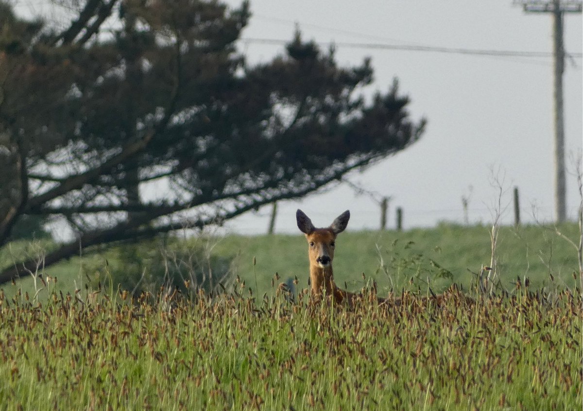 Being watched 🦌#roedeer #dearofhim