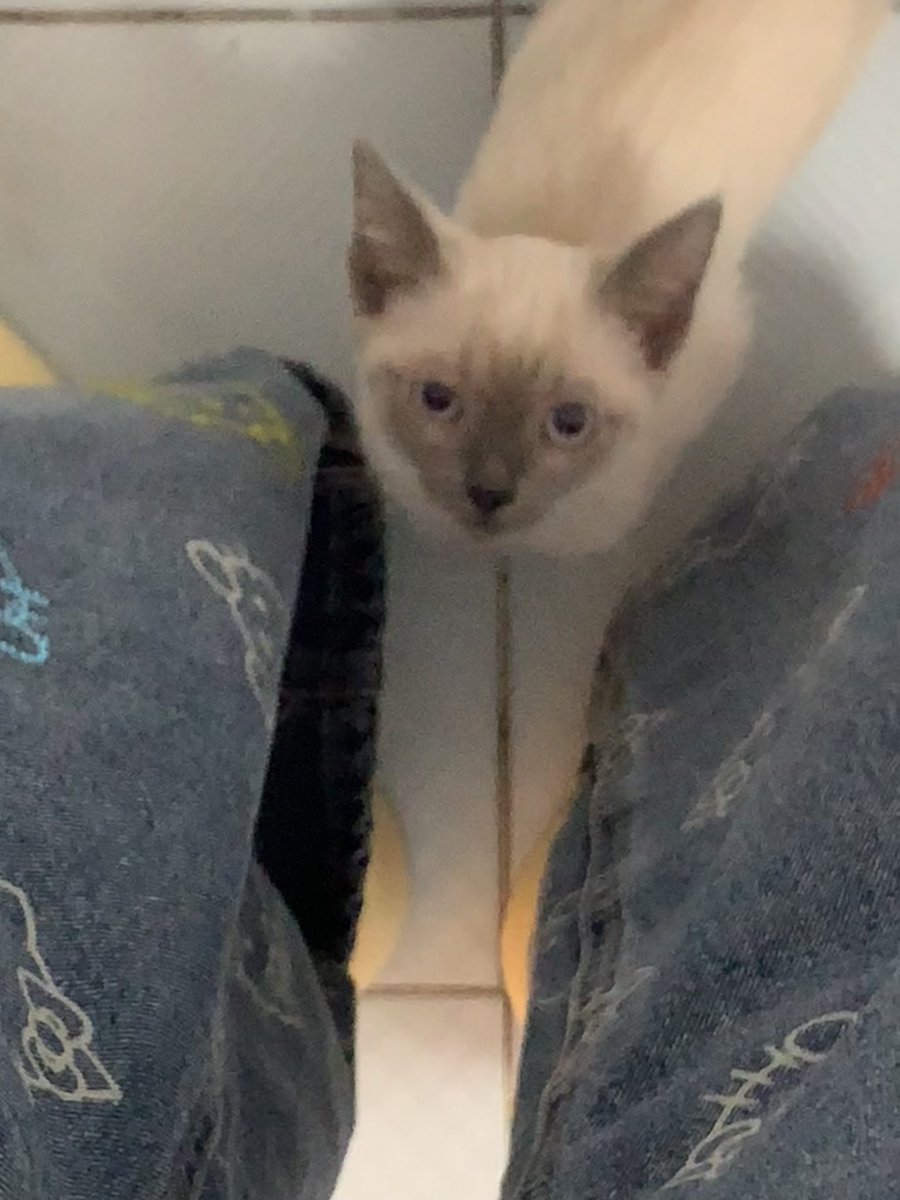 上野蝴蝶 tweet media