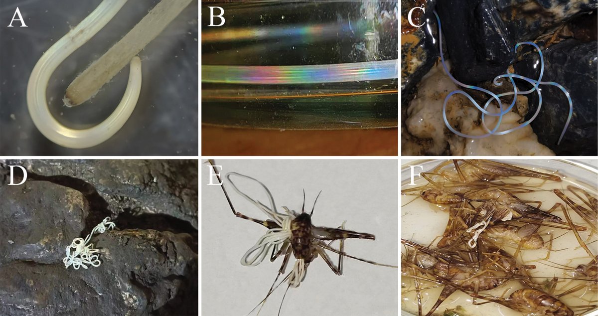 A new species of horsehair worm, which parasitises Tachycines species, has been discovered from the karstic caves in the Wuling Mountains, China.

🔗 doi.org/10.3897/zse.10…