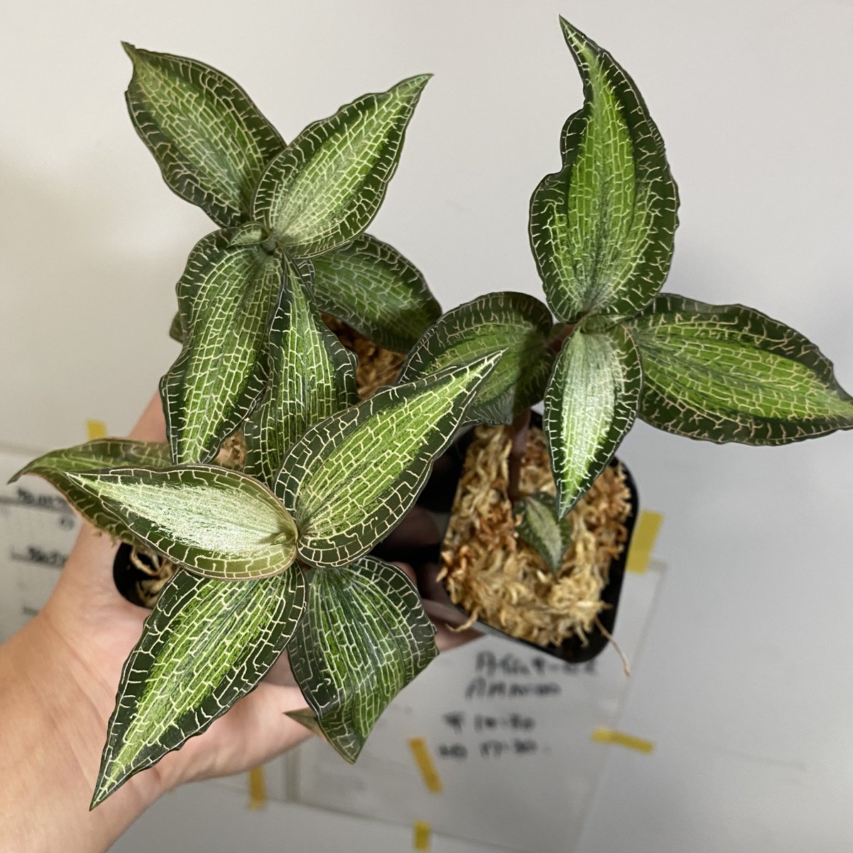 大株になったよ！ Goodyera Hachitellata Type [GK20-009] (Goodyera