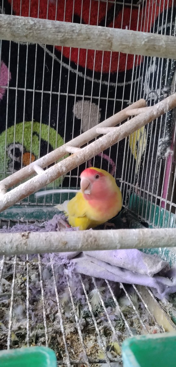 セキセイインコの羽根を啄むコザクラインコです。🦜