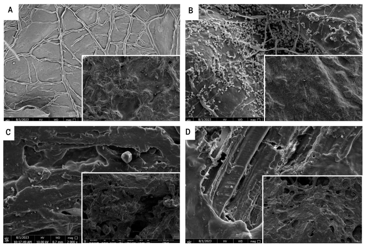 Resources_MDPI's tweet image. 👏New publication; 

 "Aquafaba and #Cinnamon #EssentialOil for the Production of #Biodegradable and #Compostable Wine Vineyard Waste-Based Material" by Sergio Moraga-Bustos et al. 

@UniversidadAdventistadeChile

📷Read more: brnw.ch/21wSsSo