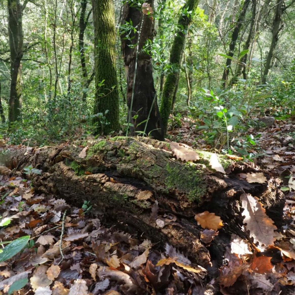 New article out! Habitat structural variables can be used as indirect indicators of biodiversity to integrate conservation criteria in forest management planning.

<a href="/ctforestal/">CTFC</a> <a href="/GBiC_CTF/">GBiC_CTFC</a> <a href="/CREAF_ecologia/">CREAF</a> <a href="/cpforestal/">CPF</a> #CNPF_CRPF <a href="/cfcatalunya/">Consorci Forestal</a> 

sciencedirect.com/science/articl…