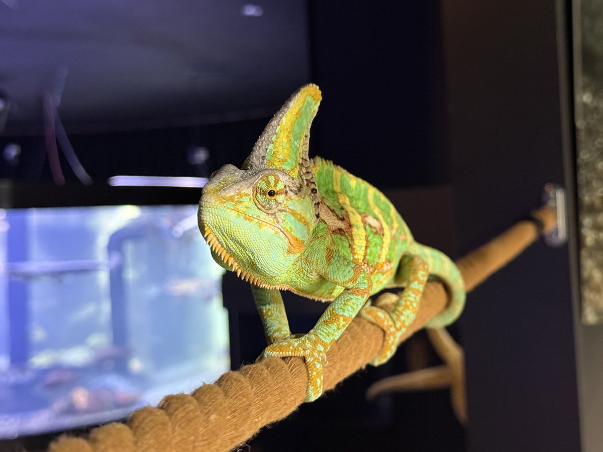 エボシカメレオンの愛称募集は 5月11日(日)まで‼️ 命名者には素敵な