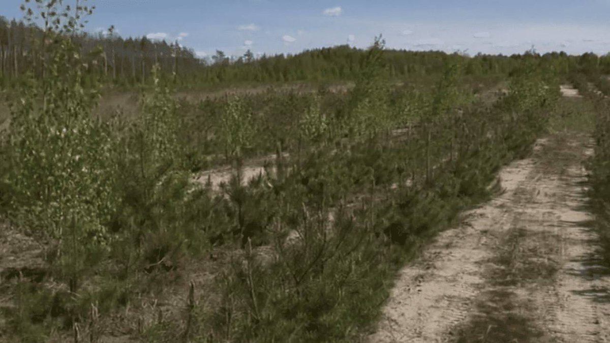 Specialists of the state enterprise “#Forests of #Ukraine” have planted more than 600 hectares of forests on land damaged by illegal amber #mining in #Rivne region.

More information in the news – surl.li/adwxbu

#ecopolitic #ecology #environment