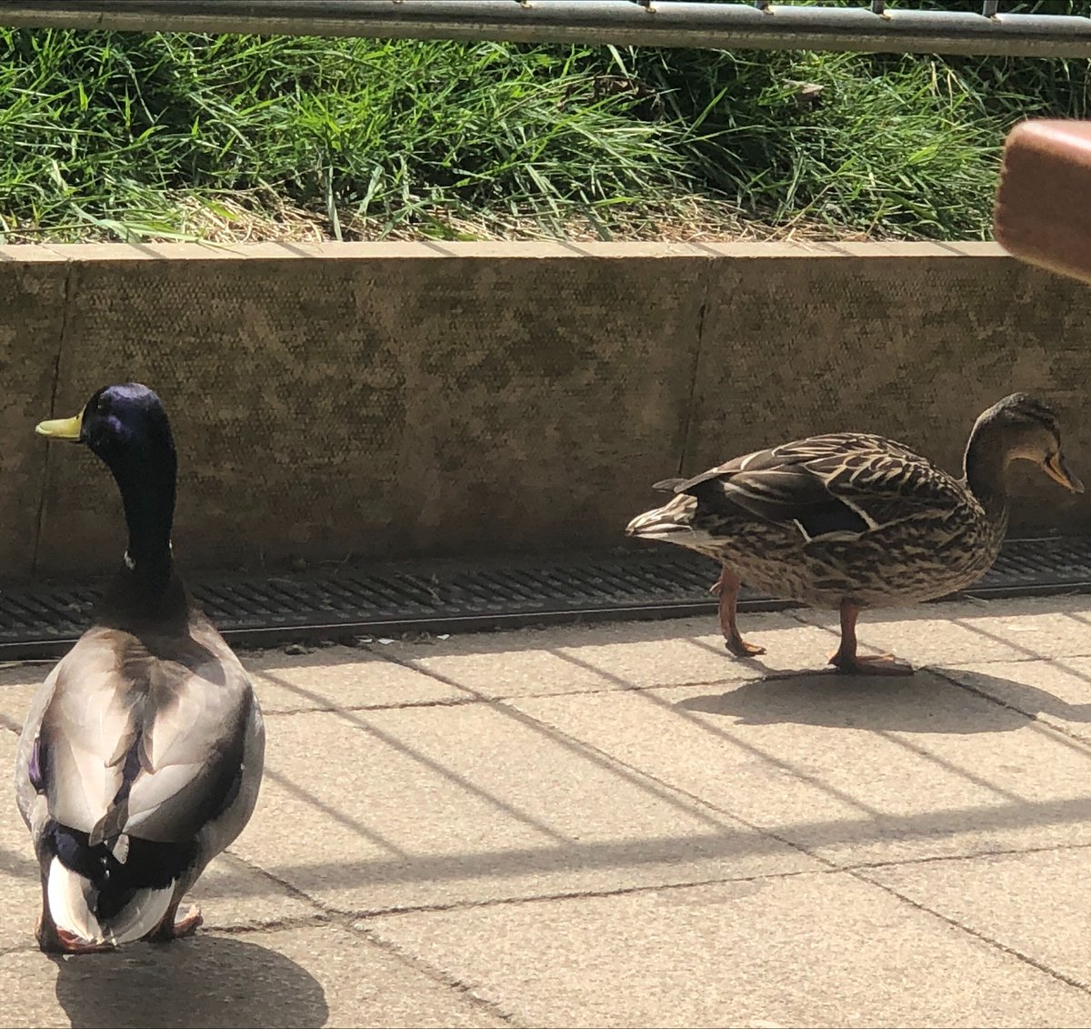 Ilkleygrammar's tweet photo. Here's another photo competition entry. Our resident duck couple have returned again this year. We hope they are enjoying the wild flowers for #nomowmay #TeamIGS #Ilkley https://t.co/Rg9jo3pcH0