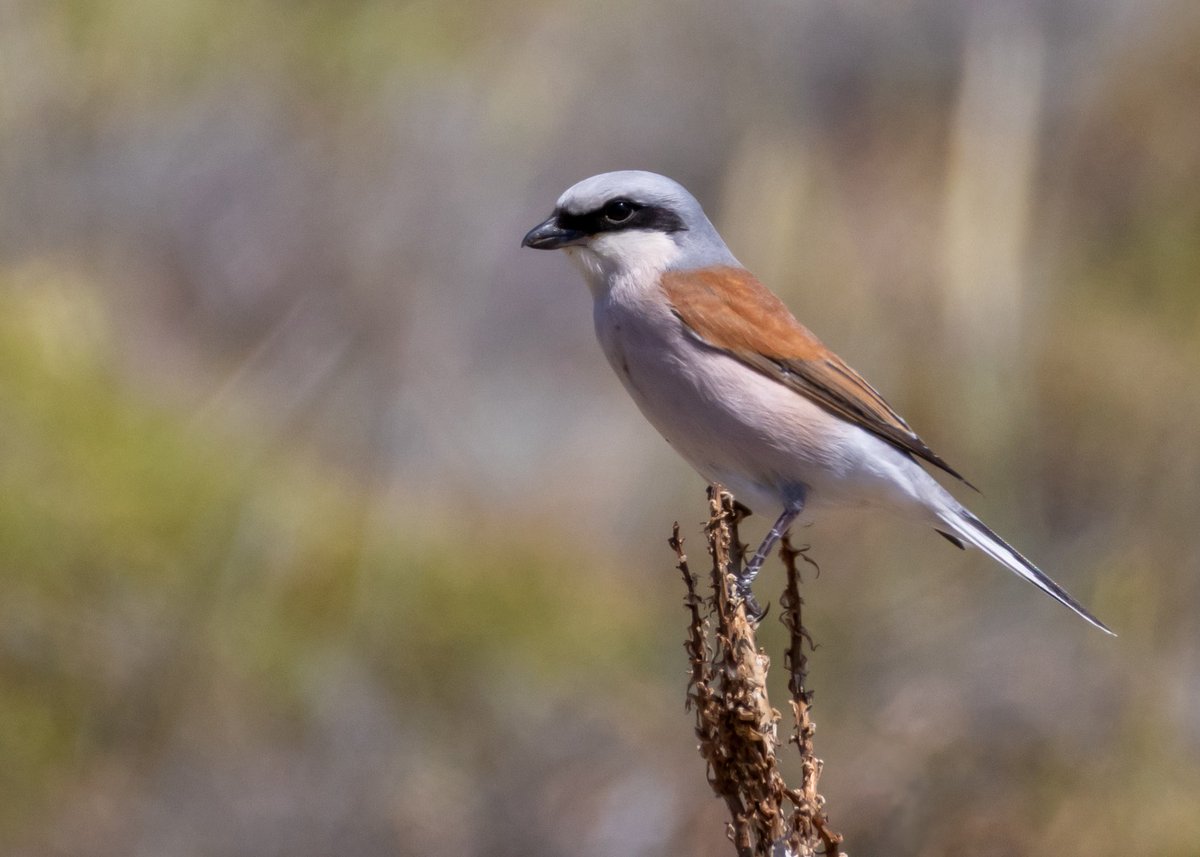 Jamie Everett (@_jamieeverett) on Twitter photo We have finished our Lesvos trip on 188 species for <a href="/NathanielDargue/">Nathaniel Dargue</a>’s stag do. A top highlight was seeing triple figures of Red-backed Shrike on migration
ebird.org/tripreport/294… We have finished our Lesvos trip on 188 species for <a href="/NathanielDargue/">Nathaniel Dargue</a>’s stag do. A top highlight was seeing triple figures of Red-backed Shrike on migration
ebird.org/tripreport/294…