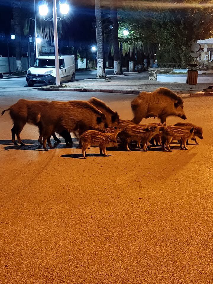 كان لدينا أحسن رئيس بلدية رغم محدودية موارد مديتنا (الزهراء) مقارنة ببلديات ثرية استطاع معالجة العديد من المشاكل البيئية والاجتماعية والاقتصادية وحتى في عهد الوباء (كورونا) قدم للأهالي ما لم تقدمه الدولة
ريان الحمزاوي في السجن ظلما منذ عامين بتهمة التآمر
(الصورة دوّار البلدية أمس