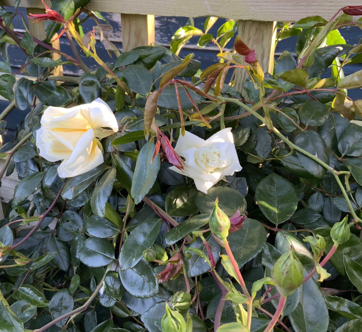 ‘Albéric Barbier’, first blooms of the season. 
Wichurana Rambler bred by Barbier, 1900.
Happy #RoseWednesday everyone, have a good day.
#GardeningX 
<a href="/kgimson/">k gimson 🌻🐝</a>