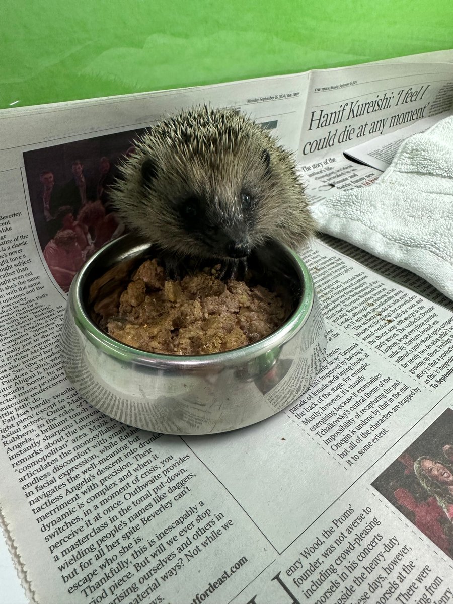 Good Luck Holly. She  is going to her new home tomorrow with several of her class mates. She will be in soft release until she finds her own safe place in the wild. Please support our work here, in what ever way you are able. Thank you hawr.co.uk/2024/12/18/eve…