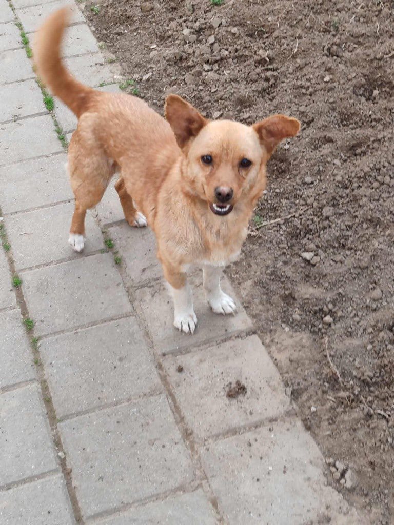 Pawprints2F's tweet photo. Dora was found wandering the Romanian streets, heavily pregnant.
She was taken to safety and gave birth to beautiful puppies who she has raised brilliantly ❤️
She really would like her own home now ❤️
She can live with dogs and can be cat tested.

Apply: https://t.co/uLrEQRRZ9D https://t.co/W7luSXkcwN