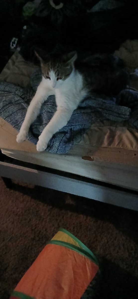 JacobgetsBaked's tweet image. I'm devastated and hate that this is real. My beloved Beedle passed away after taking him to the hospital to try to save him. This isn't fair, I fucking hate this, give me my fucking baby back, he didn't deserve to go. I fucking hate this