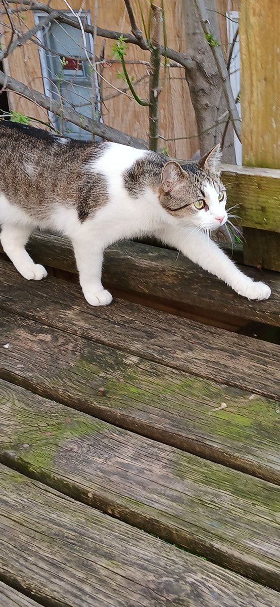 JacobgetsBaked's tweet image. I'm devastated and hate that this is real. My beloved Beedle passed away after taking him to the hospital to try to save him. This isn't fair, I fucking hate this, give me my fucking baby back, he didn't deserve to go. I fucking hate this