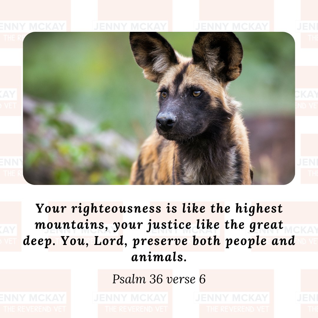 TheReverendVet's tweet photo. Animals, whether wild or domestic, are all important to God.
We should take care of all these creatures that we share our planet with π
#RevVet #TheReverendVet https://t.co/1TFd9OHSdv