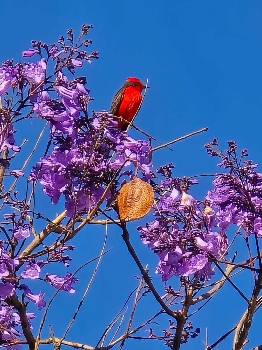 هيكتور نافارو tweet media