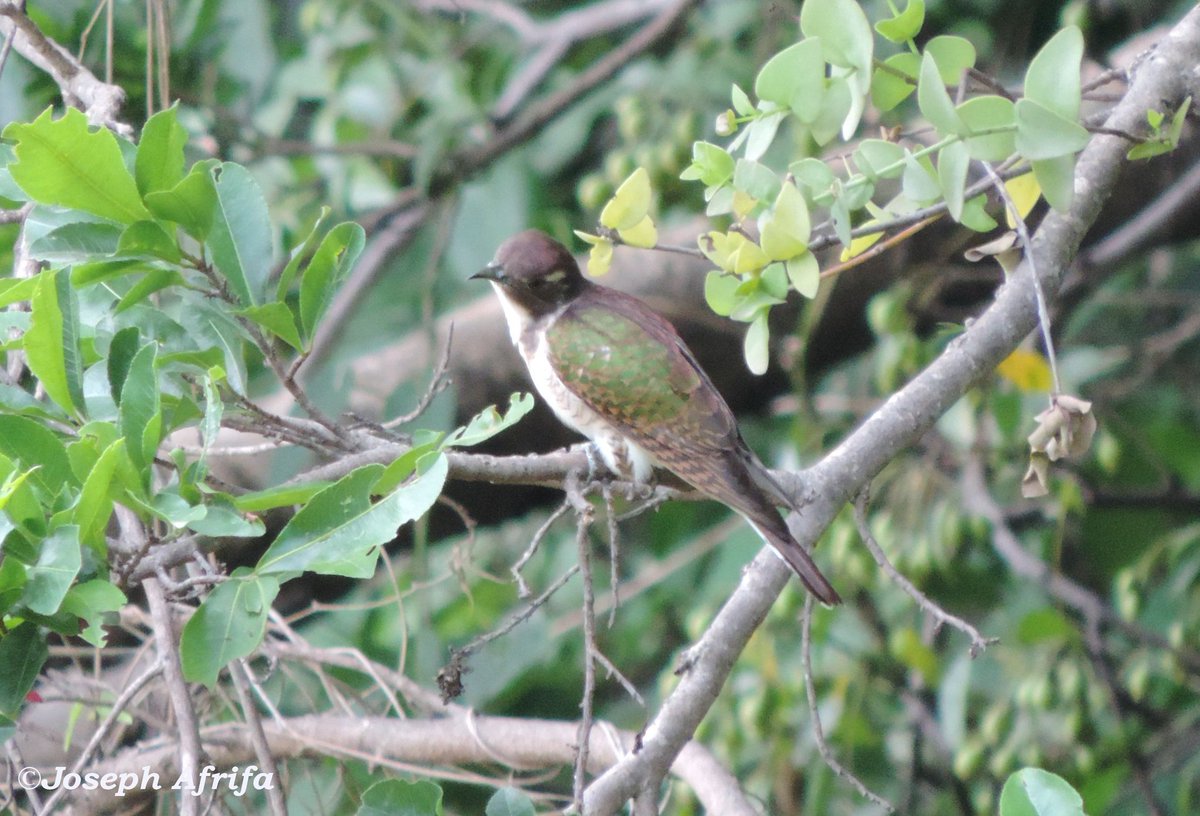 It's found in wooded habitats but avoid dense forests. It parasitized mainly Sunbirds and Warblers.

Population trend is decreasing due to decline in forest/tree cover.
📷: <a href="/SIR_JOE11/">Joseph Kwasi Afrifa</a>
#CitizenScience
#birdwatching
#klaascuckoo 
<a href="/ncfnigeria/">NCF</a> @aplori_org
