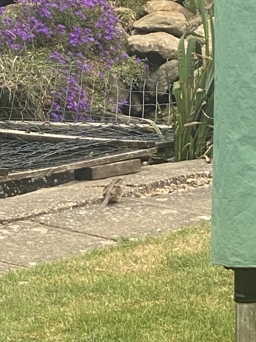 timthetwitcher's tweet photo. Garden first and lifetime first my own little wryneck this morning! Wow super happy! https://t.co/gMuVXBM2E9