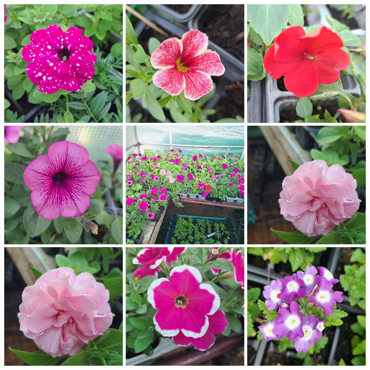 WOLCT's tweet photo. Only a few days to go until our annual plant sale fundraiser at our visitor centre this Saturday. From 11 am until we sell out. Bring cash. At the Water of Leith Visitor Centre 

Come grab a bargain, support our work and enjoy some cake. https://t.co/eskzg6kS61