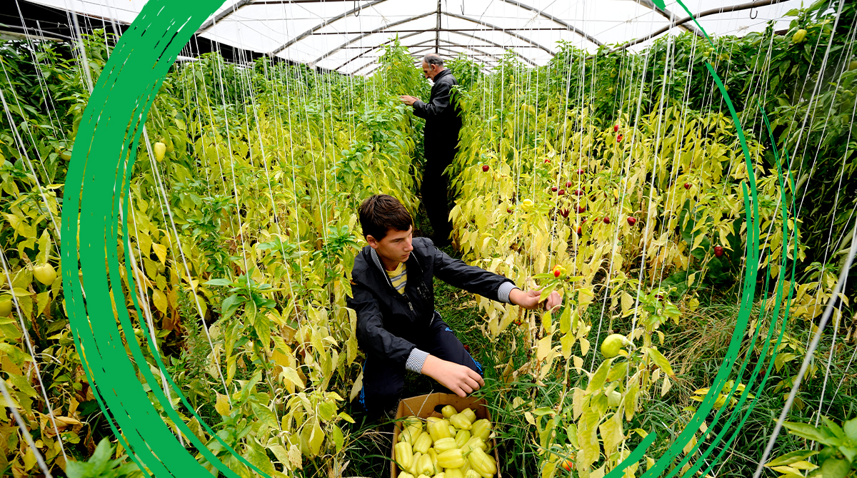 World Bank Climate (@wbg_climate) on Twitter photo How does agriculture drive economic growth in Europe and Central Asia?
The <a href="/WorldBank/">World Bank</a>'s <a href="/anbassani/">Antonella Bassani</a>, <a href="/holgerkray/">Holger Kray</a>, and <a href="/SamehNWahba/">Sameh Wahba</a> discuss the agrifood sector’s impact on job creation and rural development across the region: wrld.bg/WBk150VO8PC How does agriculture drive economic growth in Europe and Central Asia?
The <a href="/WorldBank/">World Bank</a>'s <a href="/anbassani/">Antonella Bassani</a>, <a href="/holgerkray/">Holger Kray</a>, and <a href="/SamehNWahba/">Sameh Wahba</a> discuss the agrifood sector’s impact on job creation and rural development across the region: wrld.bg/WBk150VO8PC
