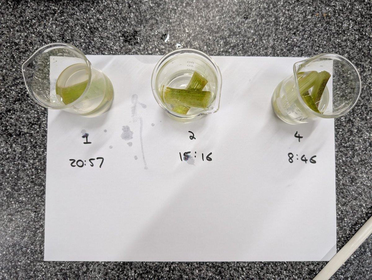 One of my favourite #ScienceClub activities using rhubarb to investigate how surface area affects the rate of reaction.
tes.com/teaching-resou…