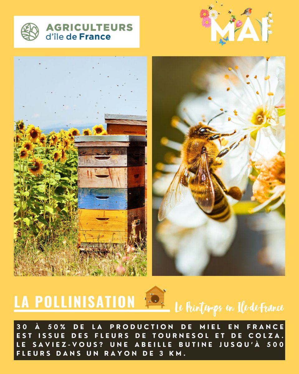 AgriculteursIDF (@agriculteursidf) on Twitter photo 🌼PRINTEMPS🌸
En 10 ans, les colonies d’abeilles ont augmenté de 20% en France 🐝. Pour préserver ces colonies, les agriculteurs adaptent leurs pratiques à l'abeille.🌱🐝
<a href="/iledefrance/">Région Île-de-France</a> <a href="/produitenIDF/">Produit en Île-de-France</a> <a href="/CAIDF/">Chambre d'agriculture de Région IDF</a> <a href="/DevenirAgriIDF/">Devenir Agri en IDF</a> 🌼PRINTEMPS🌸
En 10 ans, les colonies d’abeilles ont augmenté de 20% en France 🐝. Pour préserver ces colonies, les agriculteurs adaptent leurs pratiques à l'abeille.🌱🐝
<a href="/iledefrance/">Région Île-de-France</a> <a href="/produitenIDF/">Produit en Île-de-France</a> <a href="/CAIDF/">Chambre d'agriculture de Région IDF</a> <a href="/DevenirAgriIDF/">Devenir Agri en IDF</a>