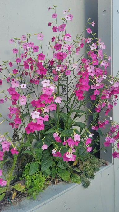 可愛いお花さいてた 
