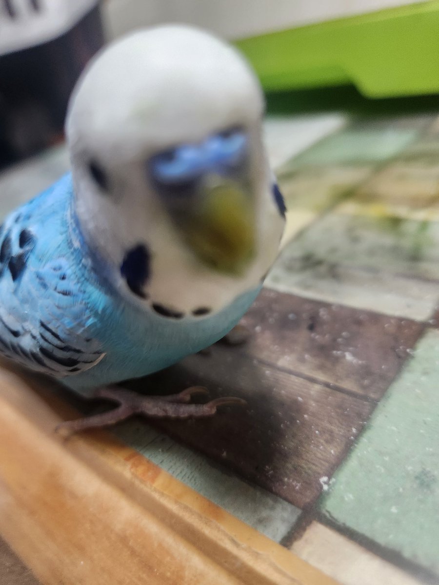 surprchuppu's tweet photo. 本日拾得物の手続きしてきました。
今日現在飼い主さんからの遺失物届けはありませんでした。

とても可愛いコで可愛がられてたと
思うんやけどなぁ。

5月3日(土)京都市伏見区で保護しました！

 #京都迷子鳥  #迷子鳥  #保護鳥
 #セキセイ保護 https://t.co/Poxb7ijAyi