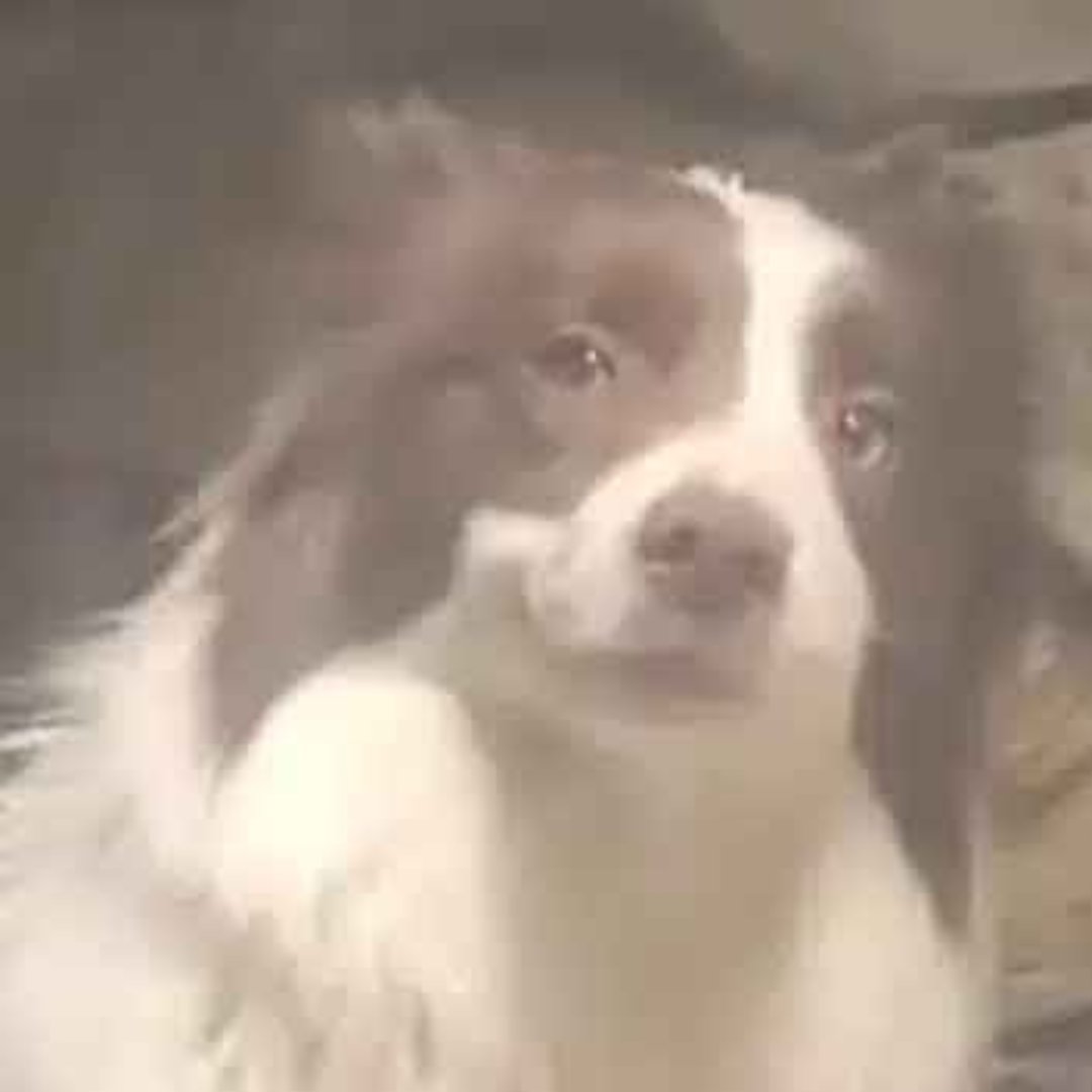 dex paid on rarebit dog or not go check yourself 

HEENkKVb1jYaGpBvSca4UpqnGpfwBd3a6WfQ9BJapump