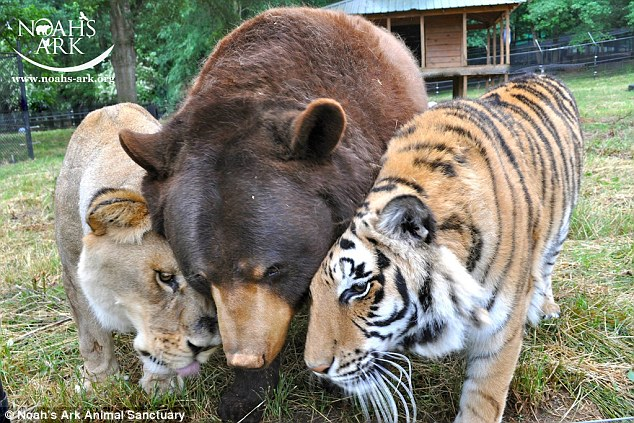 BearyDales's tweet photo. REST IN PEACE BALOO. I hope that you are doing great in bear heaven. You will always be remembered and loved.❤️ https://t.co/W8PPvRrLJ9