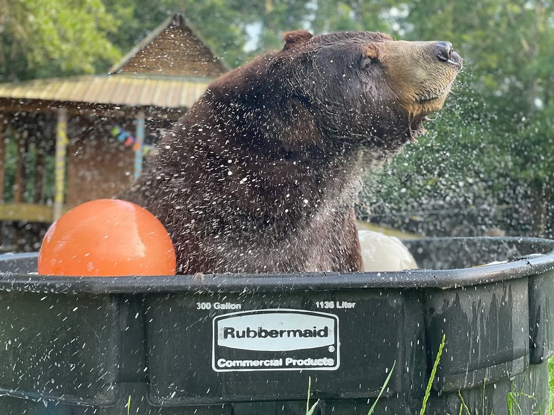 BearyDales's tweet photo. REST IN PEACE BALOO. I hope that you are doing great in bear heaven. You will always be remembered and loved.❤️ https://t.co/W8PPvRrLJ9