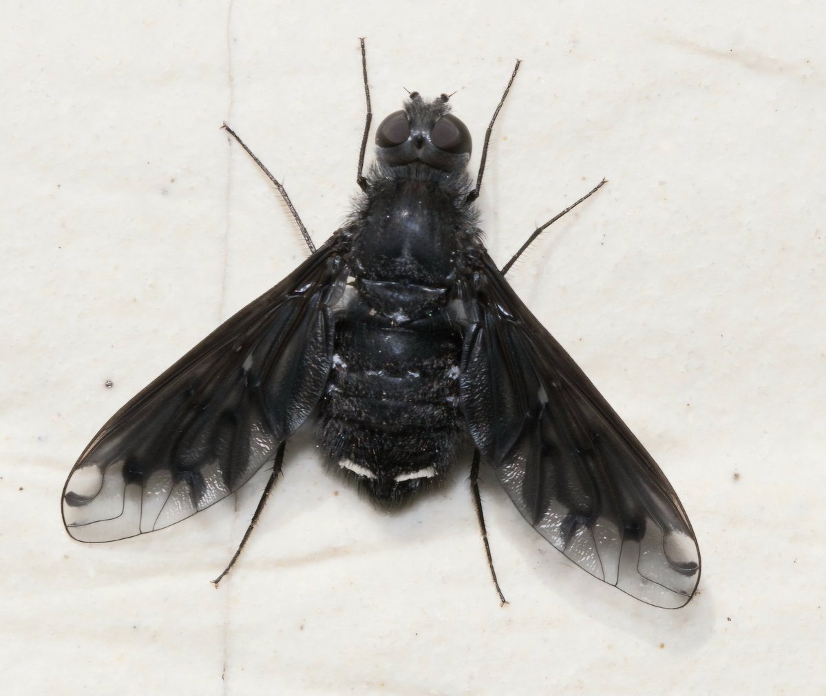 Gewöhnliche Trauerschweber (#Anthraxanthrax)  Sehnde Garten, 7.5.2025
Dank der unzähligen Bienenhotels in vielen Gärten findet auch dieser Brutparasit der Mauerbienen sein Auskommen.