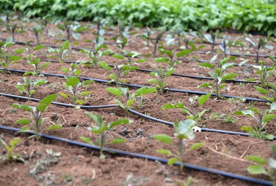 Protwizeyimana's tweet image. The physics behind drip irrigation is fascinating, delivering water at 1-4 liters/hour directly to root zones reduces evaporation losses by up to 80%. #WaterEfficiency #AgEngineering