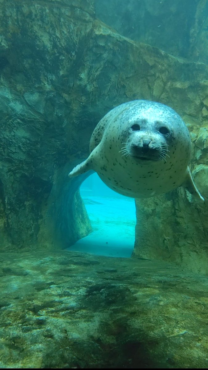 ◯　◯　◯

#男鹿水族館　#ゴマフアザラシ　#みずき
