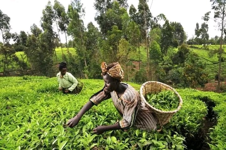 Through EIA, we can identify land with potential for sustainable agriculture, minimizing environmental risks and ensuring long-term productivity.
#Act4GreenNigeria
#EnvironmentalJusticeNow
#WhatHasChanged

<a href="/PACJA1/">PACJA</a> 
<a href="/CSDevNet1/">Climate & Sustainable Development Network</a> 
<a href="/CSDevNet1_Steve/">🌹🇸 🇹 🇪 🇻 🇪🌹</a>