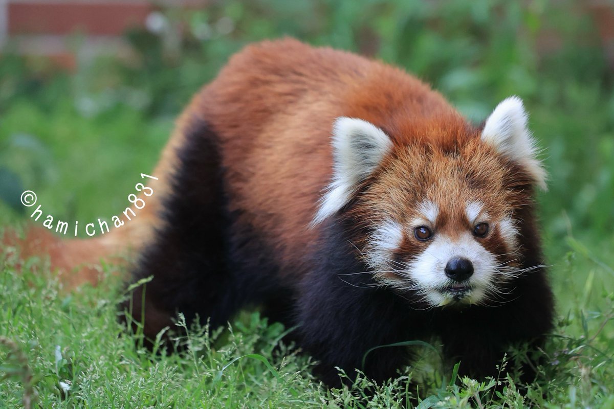 ハミィ (@hamichan831) / Posts / X