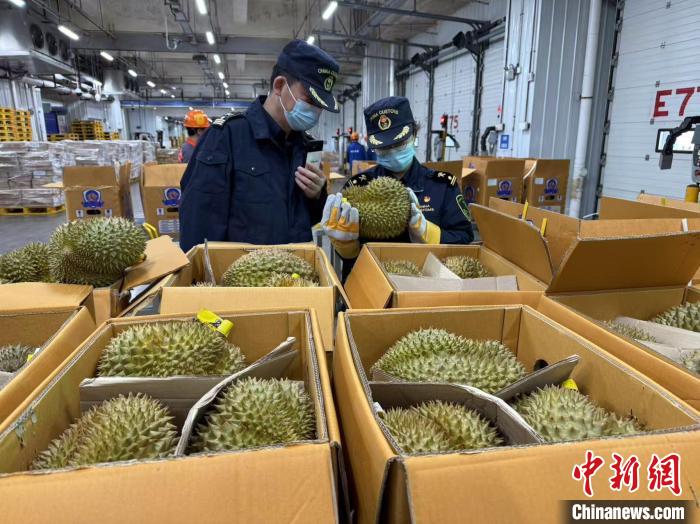 On Tuesday, under the supervision of Nansha Customs, 117 containers of Thai #durians, weighing over 1,600 metric tons in total, were swiftly cleared for entry.

The shipment was transported from Nansha Port in Guangzhou City to fruit wholesale markets and supermarkets across the