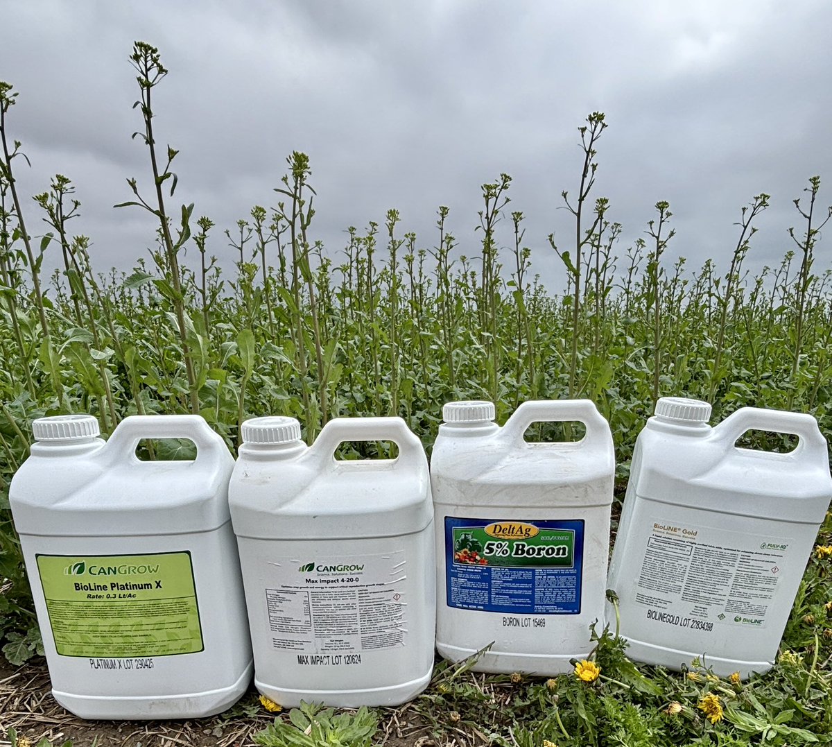The 4 horsemen of a strong canola crop!
BioLiNE Platinum X, Max Impact, Boron, and BioLiNE Gold are the perfect additions to fungicide passes on your winter canola or wheat! Give these crops additional micro and macronutrients and stress support to bolster grain fill! 🌾 #cangrow