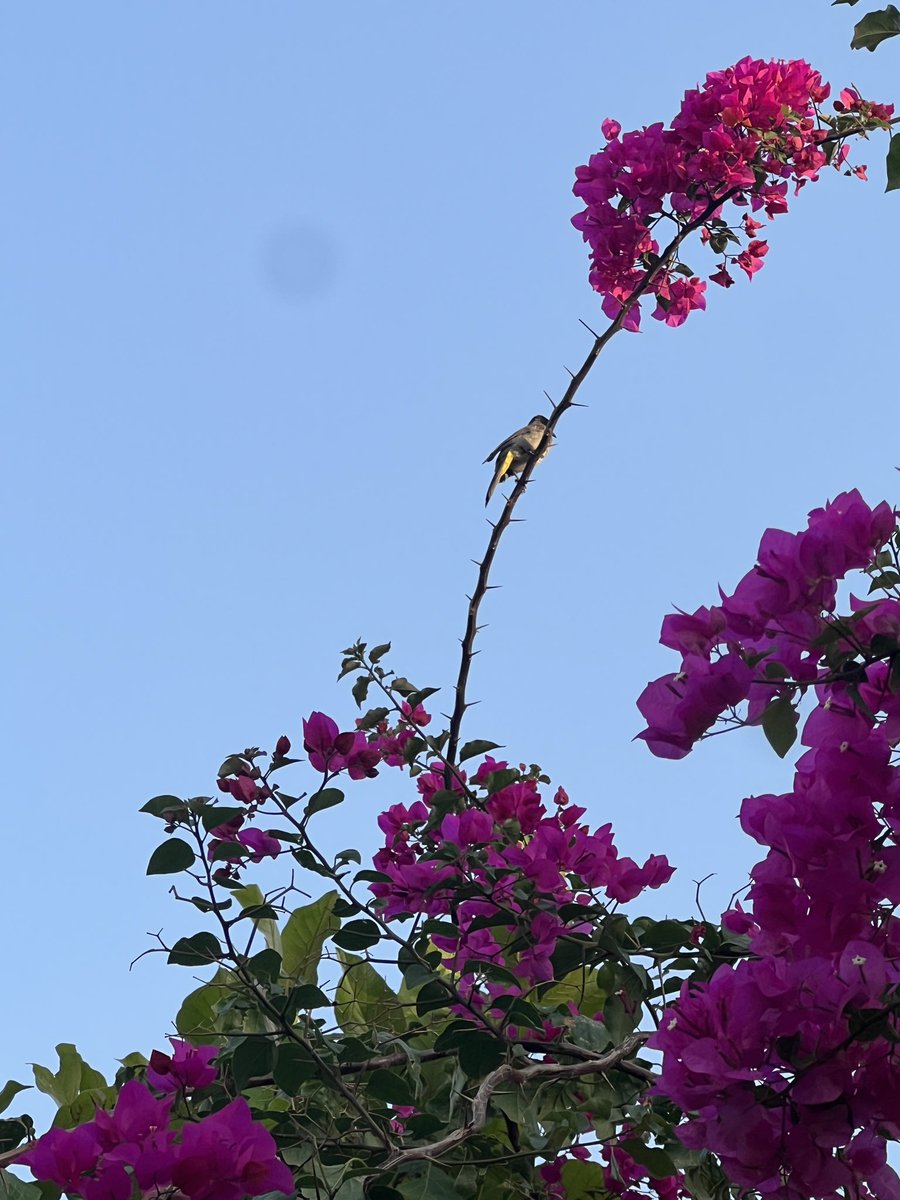 قُلِ اللَّهُمَّ فَاطِرَ السَّمَاوَاتِ وَالْأَرْضِ عَالِمَ الْغَيْبِ وَالشَّهَادَةِ أَنتَ تَحْكُمُ بَيْنَ عِبَادِكَ فِي مَا كَانُوا فِيهِ يَخْتَلِفُونَ (46)