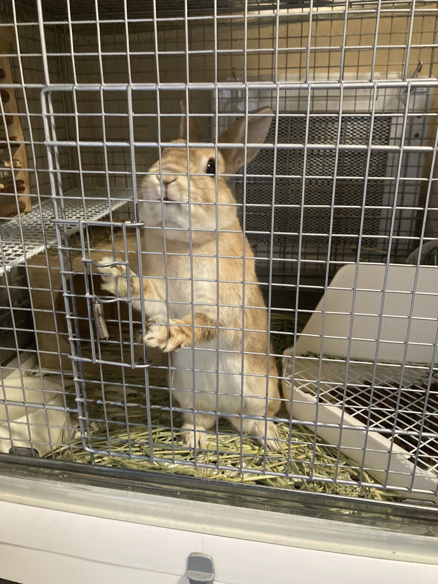 足元に散らかしたチモシーは食べず、ご飯を要求するｳｻﾁｬﾝ