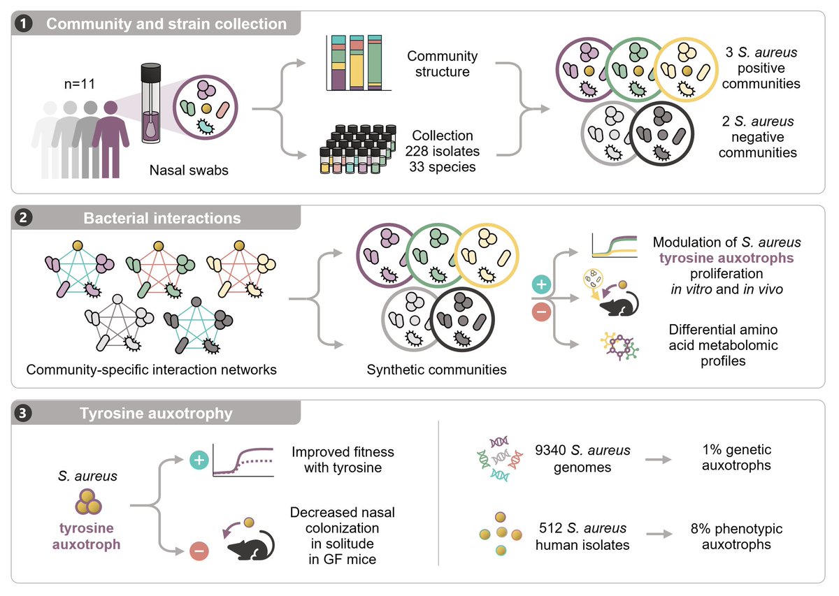 Laura Camus (@lau_cms) on Twitter photo Thrilled to share the preprint from my main postdoc project with <a href="/SimonHeilbronn1/">Simon Heilbronner</a> and <a href="/CoE_CMFI/">Controlling Microbes to Fight Infections</a> ! 🎉
We found that tyrosine availability can shape Staphylococcus aureus colonization in the nose by mediating its interactions with commensal species 🦠
biorxiv.org/content/10.110… Thrilled to share the preprint from my main postdoc project with <a href="/SimonHeilbronn1/">Simon Heilbronner</a> and <a href="/CoE_CMFI/">Controlling Microbes to Fight Infections</a> ! 🎉
We found that tyrosine availability can shape Staphylococcus aureus colonization in the nose by mediating its interactions with commensal species 🦠
biorxiv.org/content/10.110…