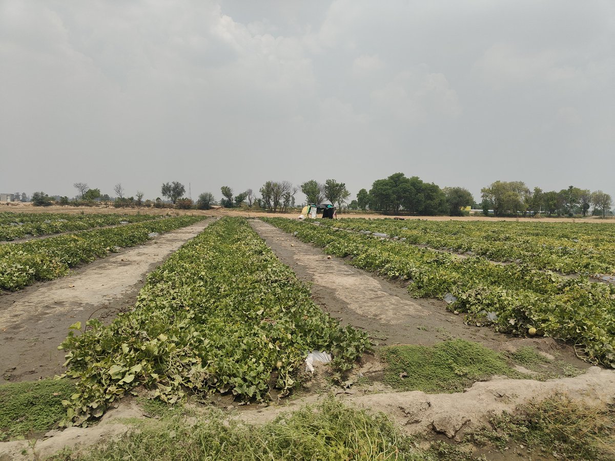 Krishi Vigyan Kendra Mansa tweet media