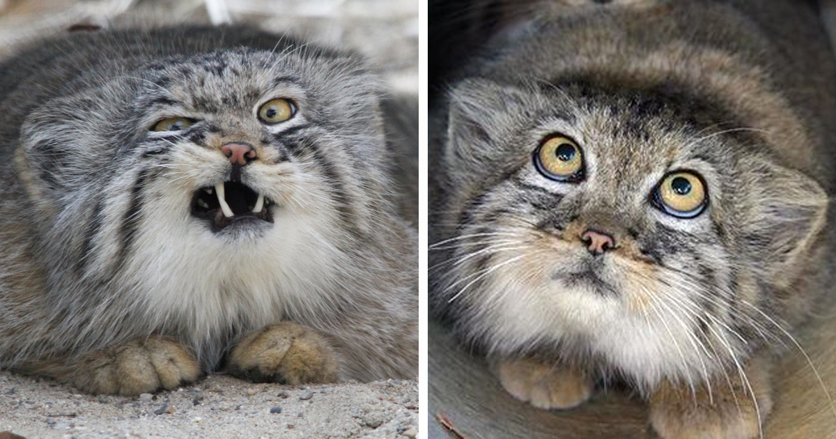 ManulEveryHour's tweet photo. #manul #pallascat #マヌルネコ https://t.co/osZwtvgapI