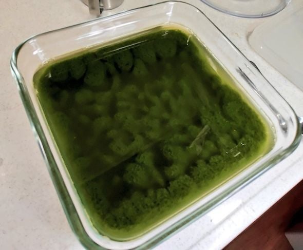 itm_nlab's tweet photo. ※抹茶ゼリーです

「ボウフラ湧いてそう」お家でゼリーを作ったら……衝撃的な仕上がりに「夏前のプール？」「メダカ出そう」と大喜利大会に発展
https://t.co/1F7G27HIjL https://t.co/8JzUzA1bIJ