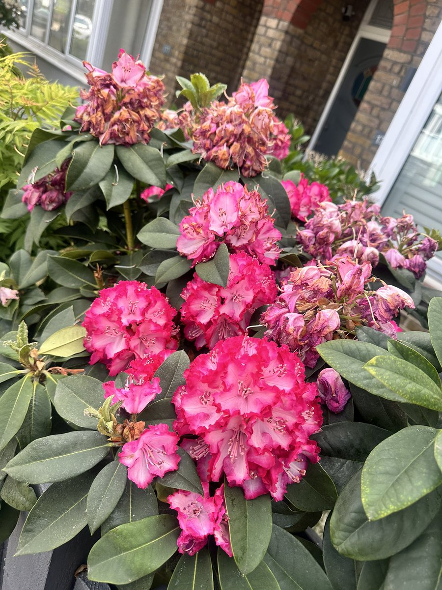 The brevity of beautiful things